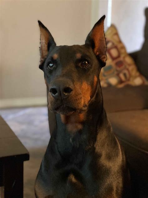 doberman pinscher for sale texas